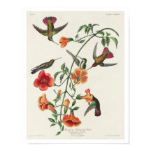 Mango Hummingbird por Audubon Poster