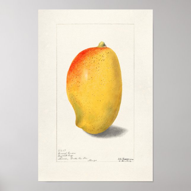 Póster Mango (Mangifera Indica) Fruit Watercolor Painting (Frente)
