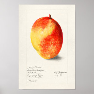Póster Mango (Mangifera Indica) Pintura de color de agua