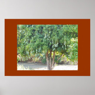 PÓSTER MANGO TREE