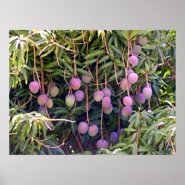 Póster Mangos hawaianos (Frente)