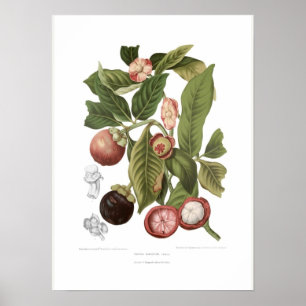 Póster Mangosteen púrpura