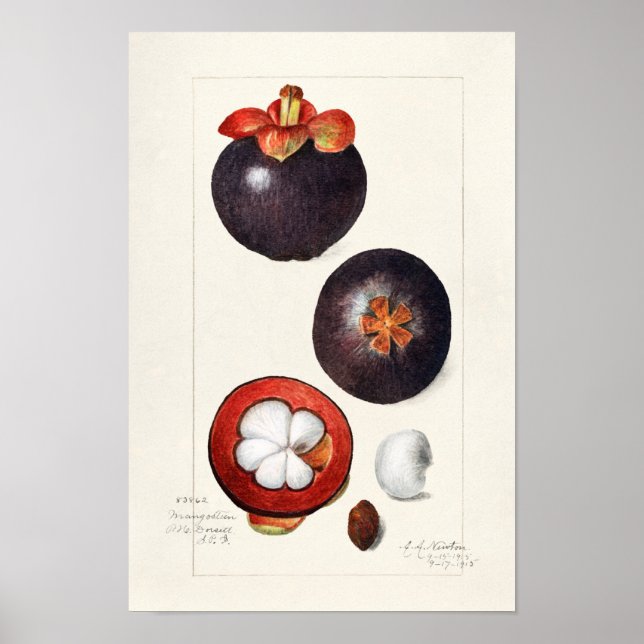 Póster Mangosteens (Garcinia Mangostana) Pintura de fruta (Frente)