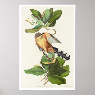 Póster Mangrove Cuckoo de Audubon Poster