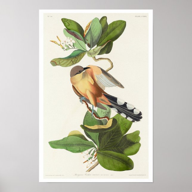 Póster Mangrove Cuckoo de Audubon Poster (Frente)