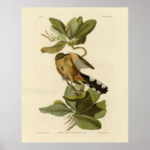 Póster Mangrove Cuckoo de los pájaros de América de Audub
