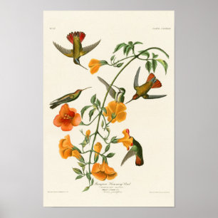 Póster Mangrove Humming Bird Audubon Birds of America