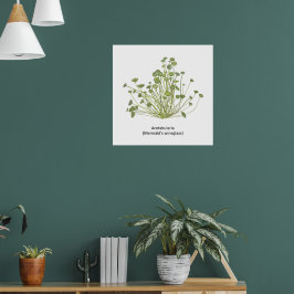 Póster Mano de Acetabularia (Cristal de Sirena)