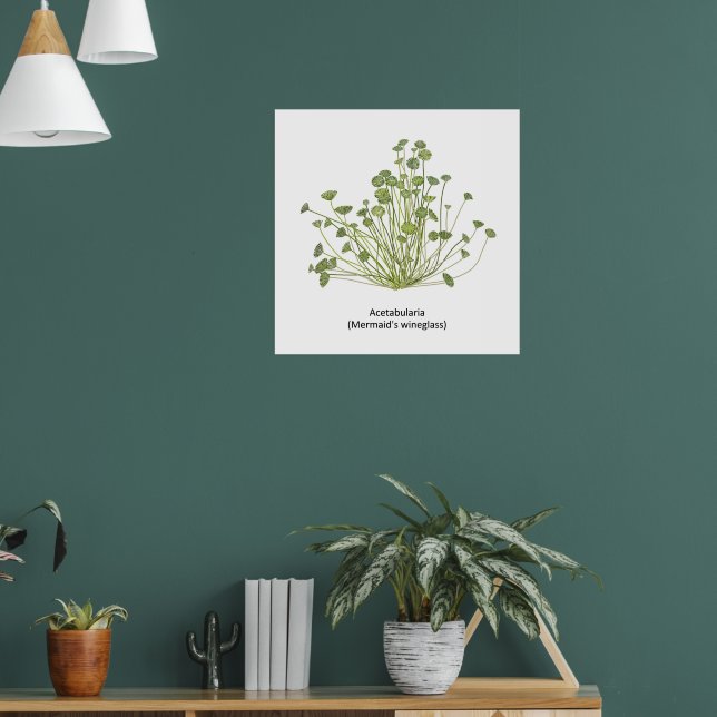 Póster Mano de Acetabularia (Cristal de Sirena) (Salón 1)