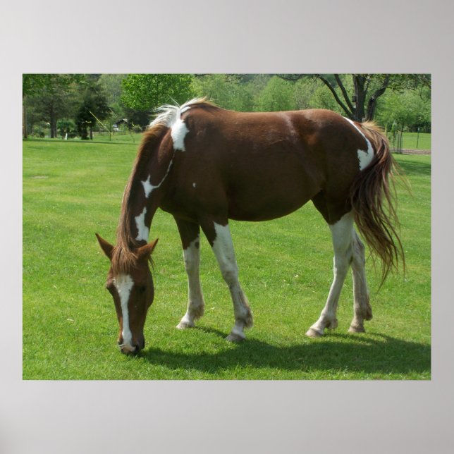 Póster Mano de caballo (Frente)