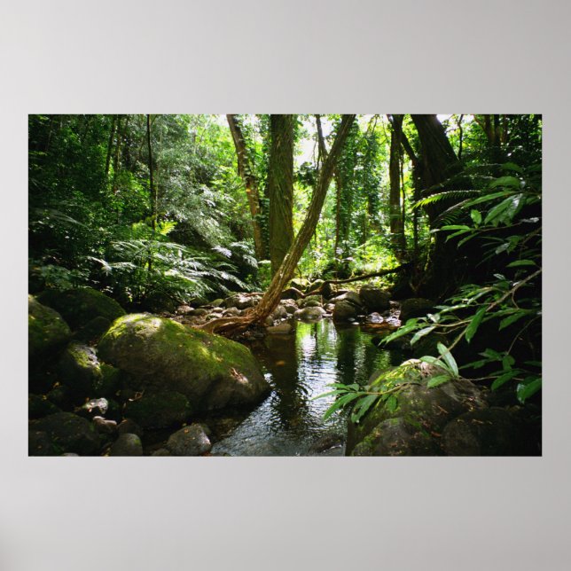 Póster Manoa Valley Stream (Frente)