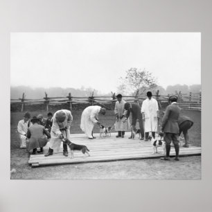 Póster Manojo de Beagles, 1914