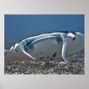 Póster Manta arriba cerca