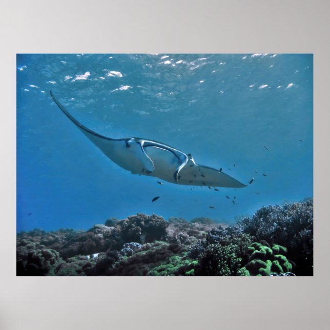 Póster Manta en el arrecife (Frente)