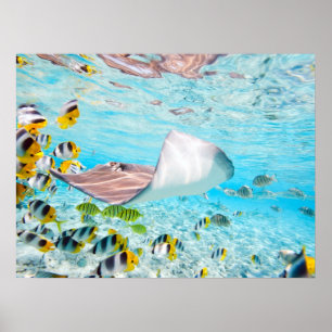 Póster Manta Ray