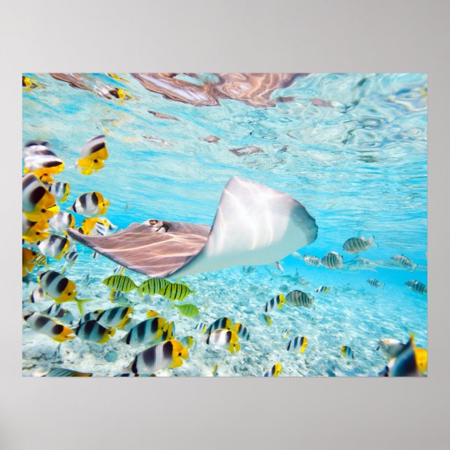 Póster Manta Ray (Frente)