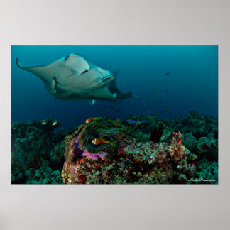Póster Mantarays sobre anémona - Poster