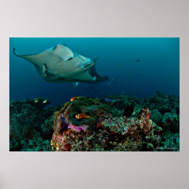 Póster Mantarays sobre anémona - Poster (Frente)