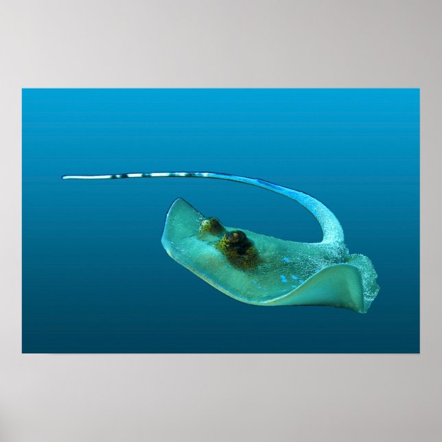 Póster ¡Mantarraya en movimiento! Fondo azul gradiente |  (Frente)