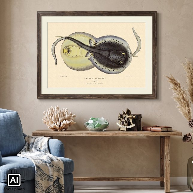Póster Mantarrayos manchados vintage, animales marinos de (Vintage illustration marine life textbook science design featuring blue-spotted ribbontail stingrays)