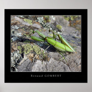 Póster Mante Religieuse