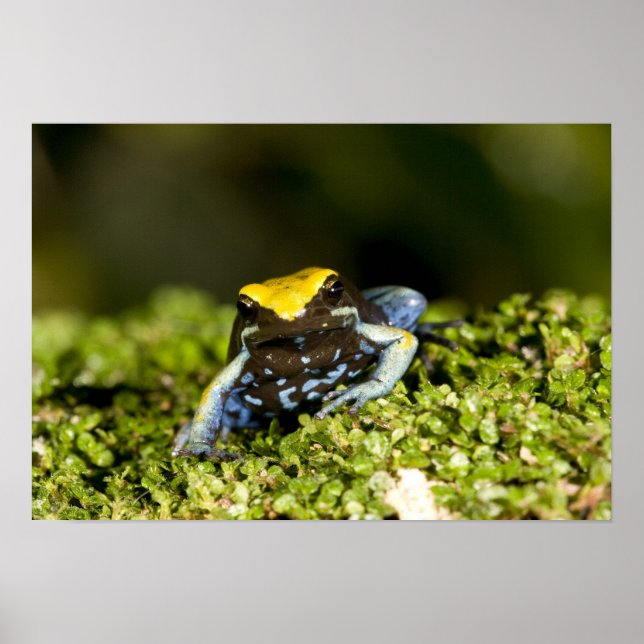 Póster Mantella de oreja negra, Mantella expectata, 2 (Frente)
