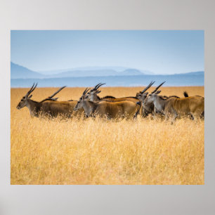 PÓSTER MANTENIMIENTO DE ANTELOPIOS EN EL CAMPO DE LA GRAS