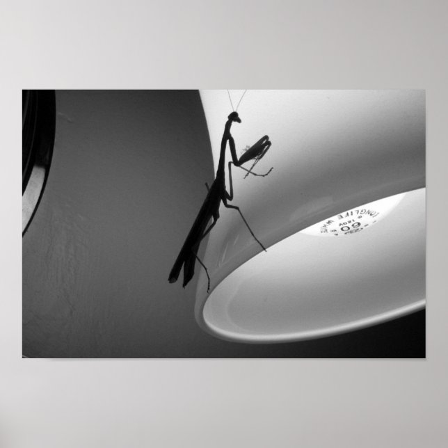 Póster Mantis (Frente)