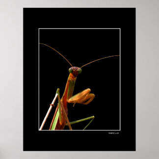 Póster Mantis