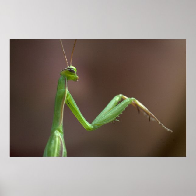 Póster Mantis religiosa (Frente)
