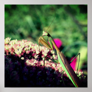 Póster Mantis religiosa en flor de sedum primer plano