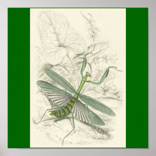 Póster Mantis religiosa, predicador Religiosa