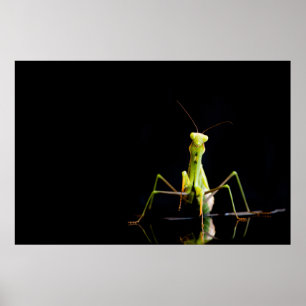 Póster Mantis rezando