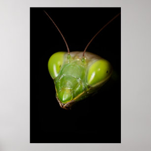 Póster Mantis rezando