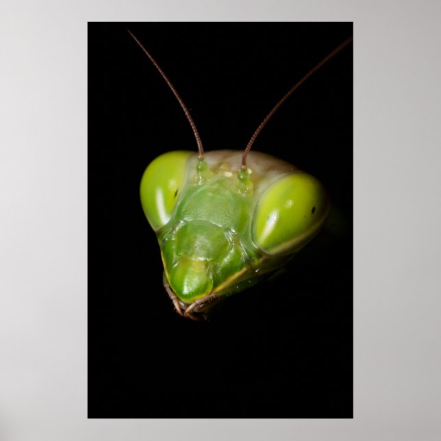 Póster Mantis rezando (Frente)