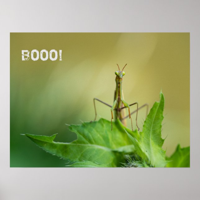 Póster Mantis rezando (Frente)