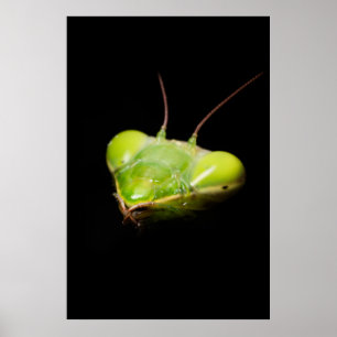 Póster Mantis rezando
