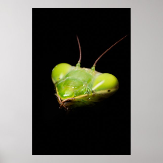 Póster Mantis rezando (Frente)