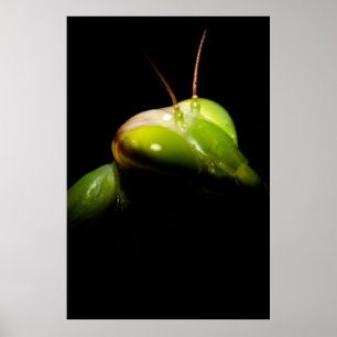 Póster Mantis rezando