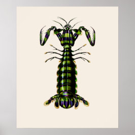 Póster Mantis Shrimp