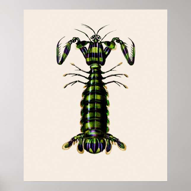 Póster Mantis Shrimp (Frente)