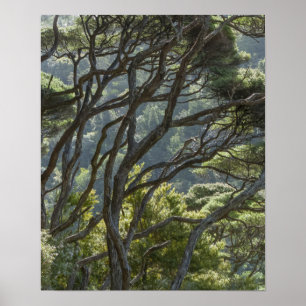 Póster Manuka Tree Forest Nueva Zelanda