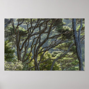Póster Manuka Tree Forest Nueva Zelanda