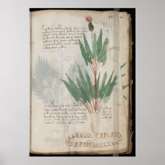 Póster manuscrito de Voynich