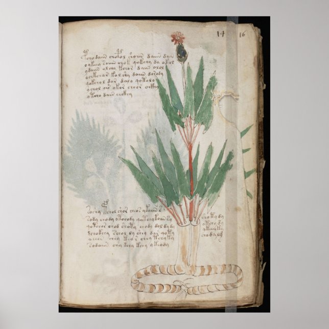 Póster manuscrito de Voynich (Frente)