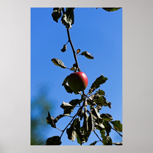Póster manzana roja en branche (Frente)