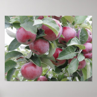 Póster manzanas