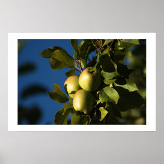Póster Manzanas