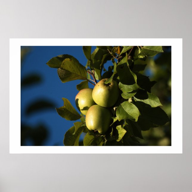 Póster Manzanas (Frente)