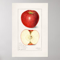 Manzanas 1908 por Amanda Almira Newton